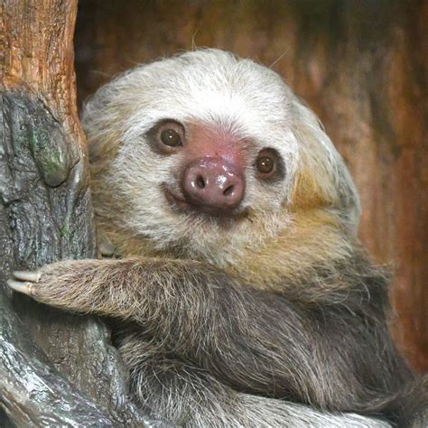 does st louis zoo have sloth